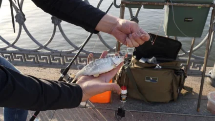 Запрет на вылов воблы в Астраханской области продлевают