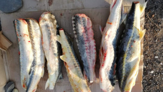 Астраханские полицейские изъяли у трёх мужчин порядка 80 кг осетра 