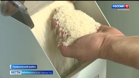 В Астраханской области под рисовую культуру отвели больше 6,5 тыс. гектаров земли