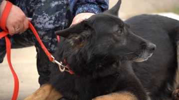 В Астрахани полицейская немецкая овчарка ищет новых хозяев