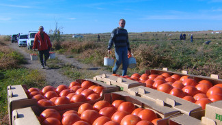 На полях Астраханской области завершаются сборы урожая