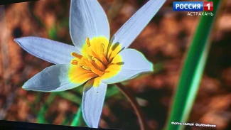 В Астраханской области зацвело очень редкое растение