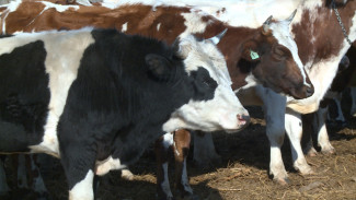 В Астрахани появились первые молочные продукты от йоркширских коров