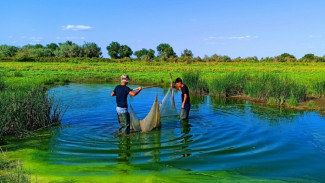 Астраханские школьники спасли более 4 миллионов мальков рыб