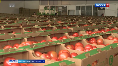 Астраханские томаты снова бьют рекорды