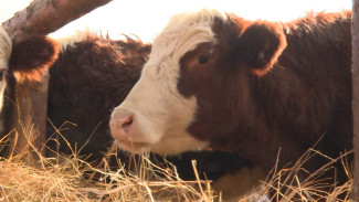 Астраханский фермер удвоит стадо коров элитной породы при поддержке гранта