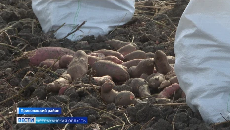 В полях под Астраханью полным ходом идёт уборка батата