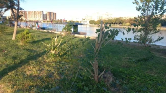 В Астрахани вандалы продолжают громить урны, лавочки и деревья