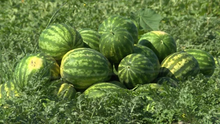 В Астраханской области планируют собрать не менее 300 тысяч тонн арбузов