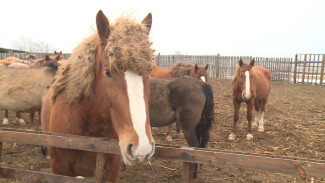 Скакуны астраханского крестьянско-фермерского хозяйства покоряют местные пастбища