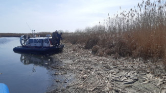 В Астраханской области проводят проверку по факту массовой гибели сазана 