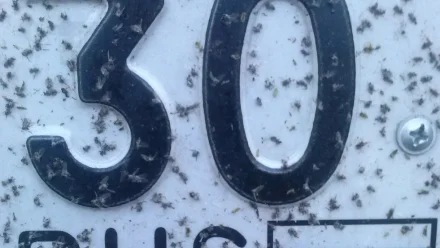 В Астраханской области начинается сезон мошки