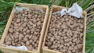 В Астраханской области планируют собрать более 150 тонн топинамбура