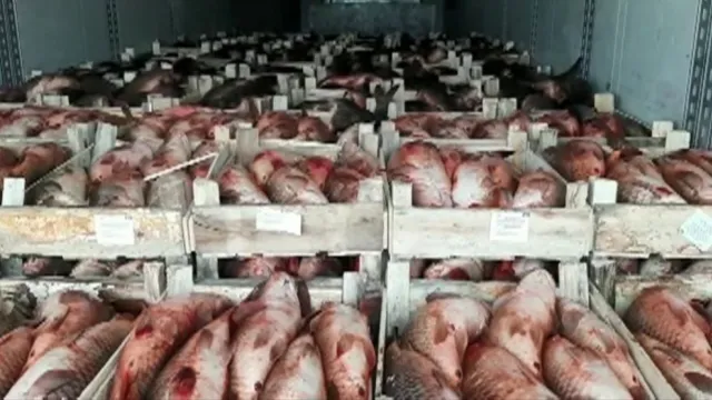 В Астраханской области остановили грузовик с 19 тоннами нелегальной рыбы
