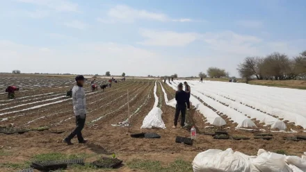 В Астраханской области поймали 9 работников-нелегалов из Узбекистана