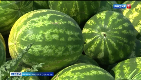 Безопасны ли сейчас арбузы, появившиеся на астраханских рынках
