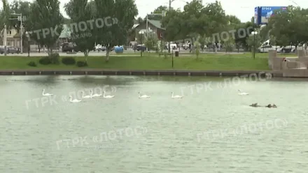 Стало известно о состоянии лебедя после нападения хулиганов в Астрахани