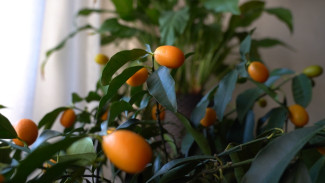 Астраханка вырастила кумкват в домашних условиях