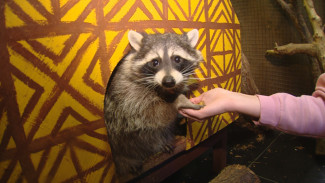 В Астрахани енот без лапки помогает в реабилитации особенных детей
