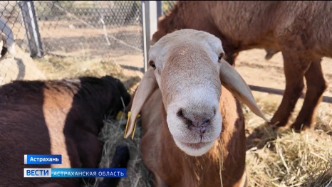 В Астрахани на агрофестиваль собрались около 200 производителей 