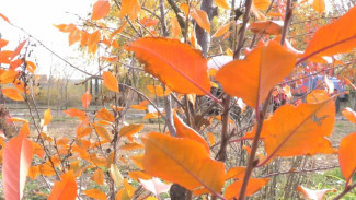 На острове Городском в Астрахани хотят высадить около 5 тысяч деревьев