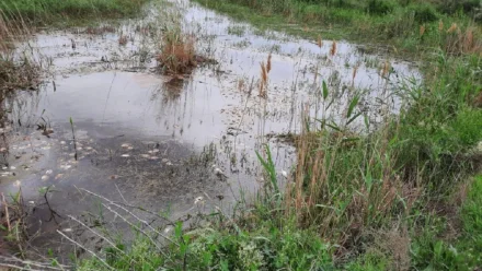 В Астрахани назвали причину массового замора рыбы в селе Маячное