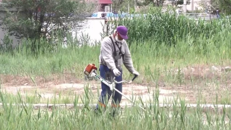 Коммунальщики Астрахани ликвидируют сорняки и камыш