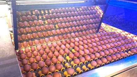 В астраханской птицефабрике появятся новые куры-несушки