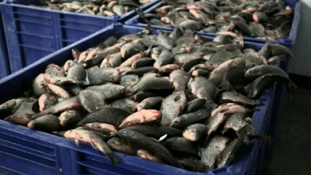 В Астрахани в субботу пройдёт очередная сельхозярмарка Лемисова