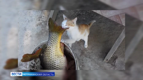 Итоги конкурса "Рыбы моей мечты" от ГТРК "Лотос" станут известны совсем скоро