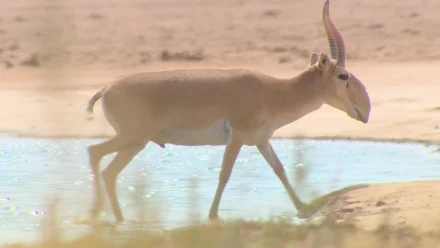 В Астраханскую область пришли сайгаки из Казахстана