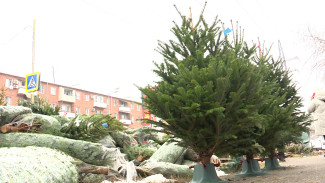 В Астрахани стартовали продажи новогодних ёлок: где приобрести и сколько стоят