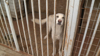Астраханцы смогут вернуть своих потерявшихся животных по новым правилам