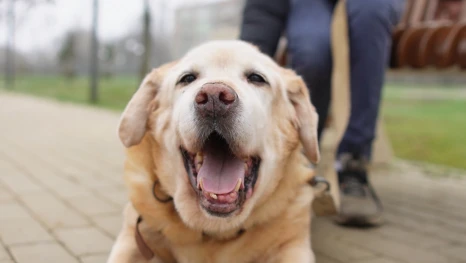 Как в Астрахани обучают собак-повадырей