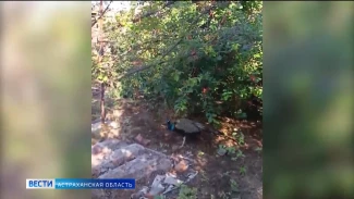 Во двор к астраханцу прилетел павлин