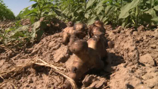 В Астраханской области начали выращивать земляную грушу 