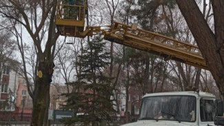 В Астрахани в Братском саду опилили 20 деревьев