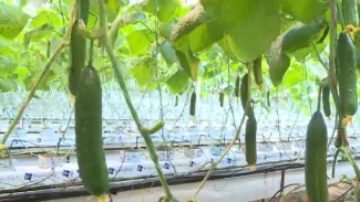 Биолог развеяла мифы о классификации популярных в Астраханской области растений