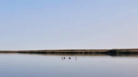 Сотрудники Астраханского заповедника встретили семью фламинго