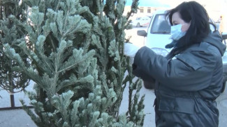 В Астрахани сотрудники Россельхознадзора проверили порядка 7 тысяч ёлок