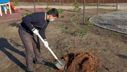 В Астрахани в сквере судоверфи имени Кирова высадили 25 деревьев