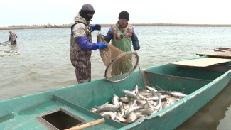Астраханские промысловики выловили 12 тысяч тонн рыбы в ходе осенней путины
