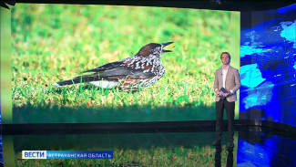 В Астраханский заповедник прилетела гостья из Сибири