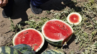 Астраханская область заняла 2 место на гастрономической карте России