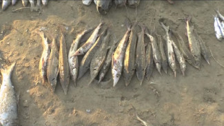 В Астраханской области суд вынес приговор двум браконьерам