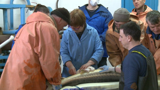 В Астраханской области учёные восстанавливают популяцию осетровых