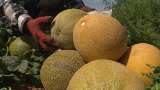 Астраханские фермеры приступили к сбору дыни