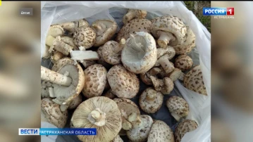 Астраханские спасатели напоминают грибникам о простых правилах, которые помогут избежать отравления