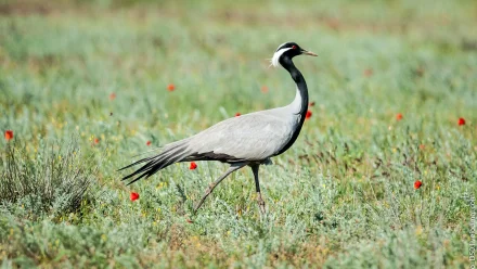 В Астраханской области усилят меры по сохранению гнезд степных видов птиц