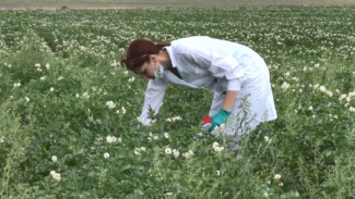 Россельхознадзор проверяет посевы картофеля в Астраханской области